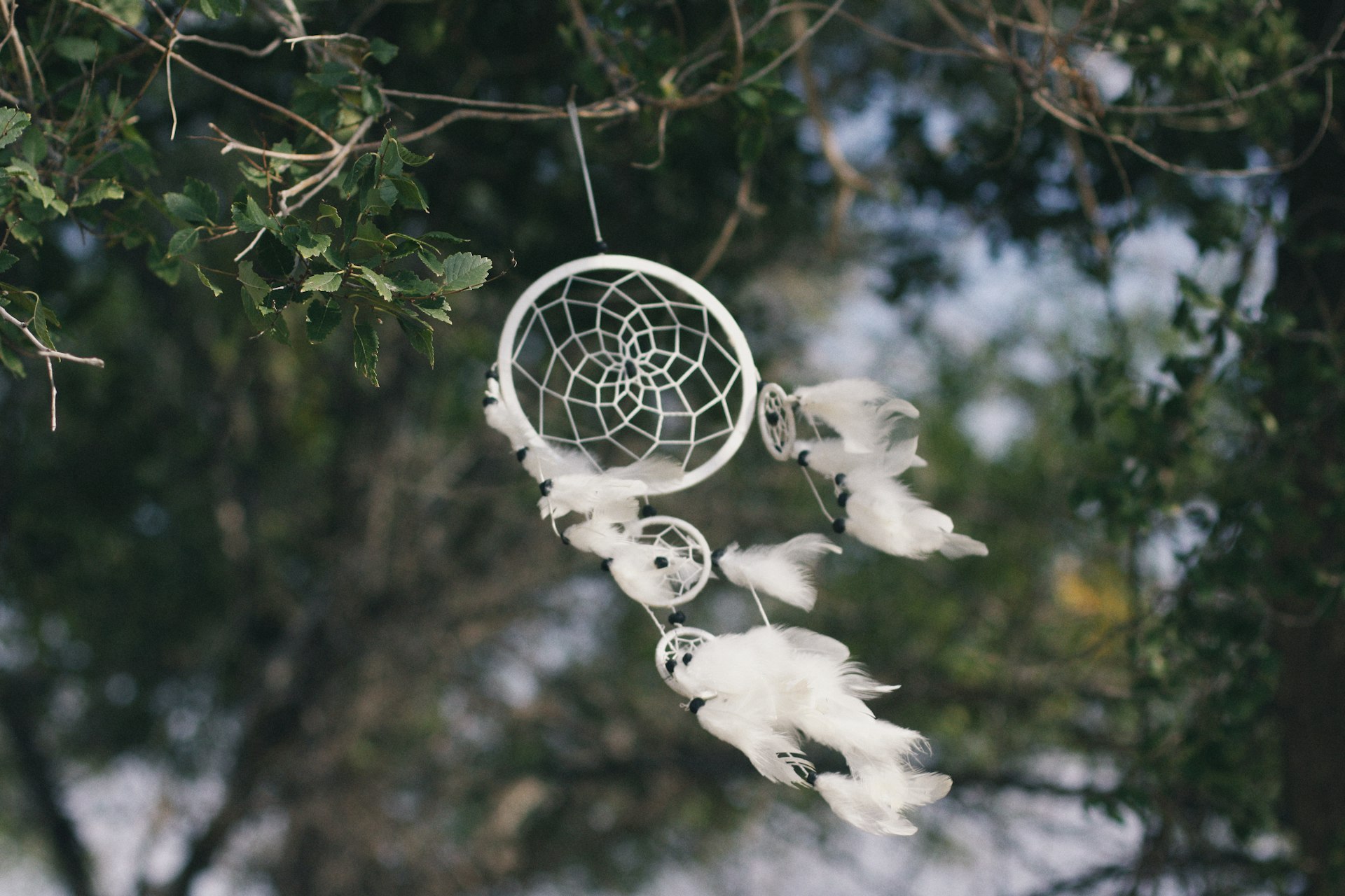 white dream catcher hanged on a green vine
